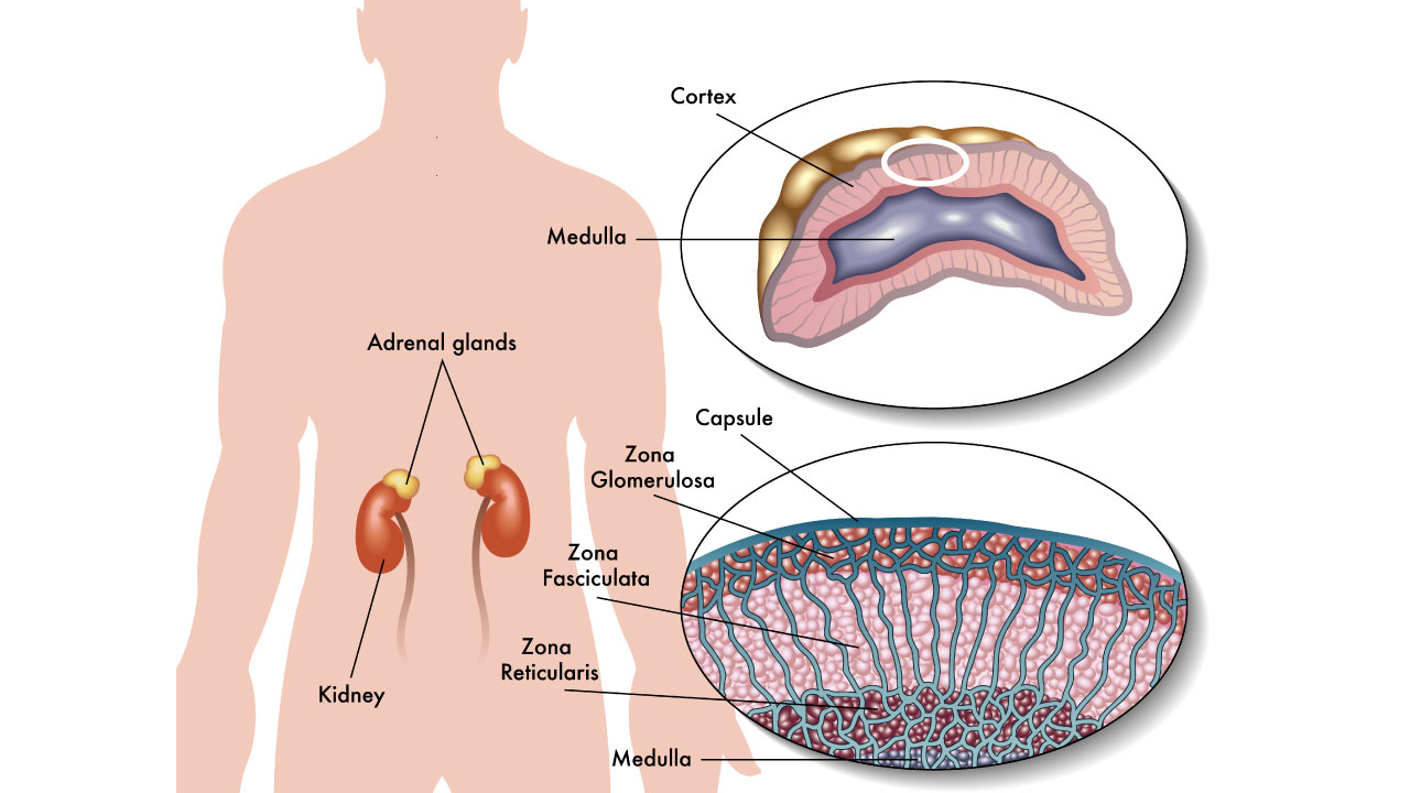 ilustração com anatomia da glândula adrenal